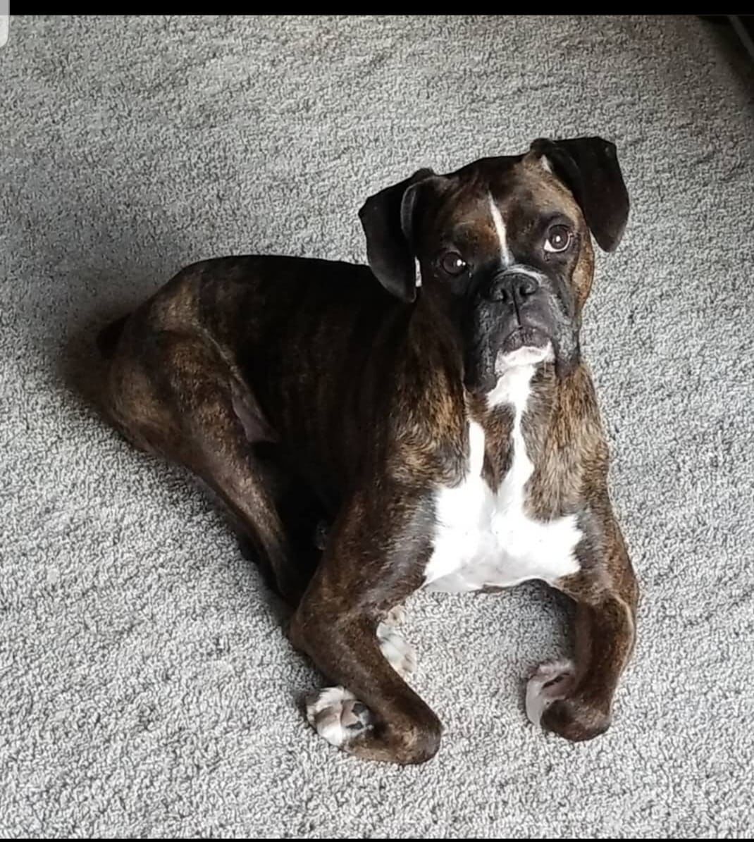 Paisley, submitted by Debbie Connour-Froese
